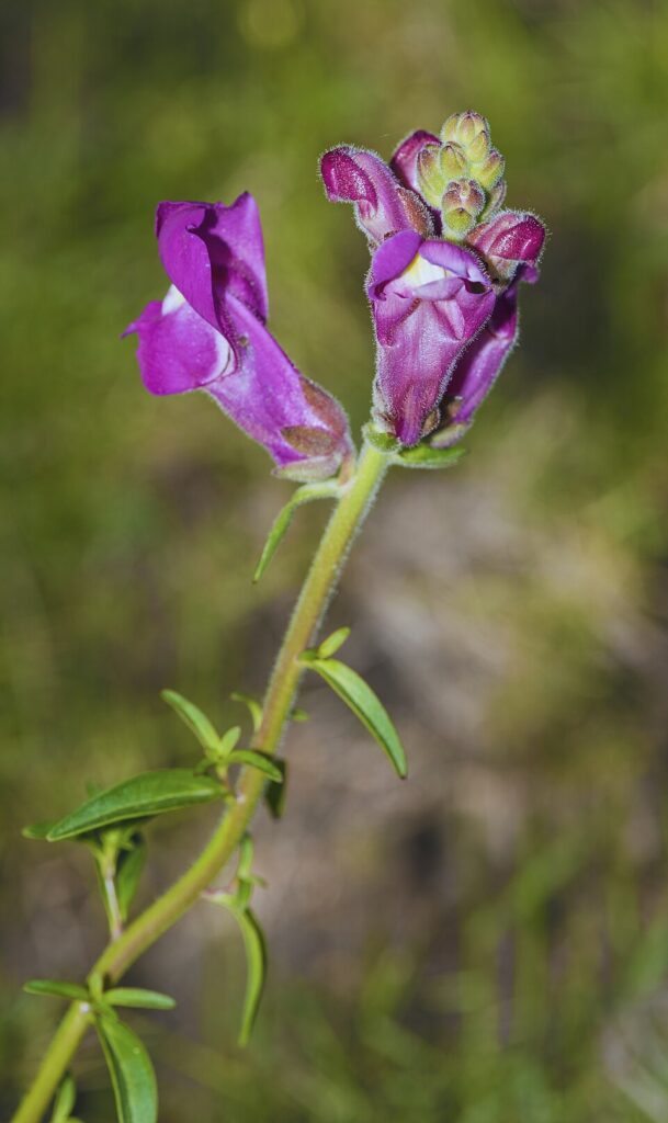 Antirrhinum majus