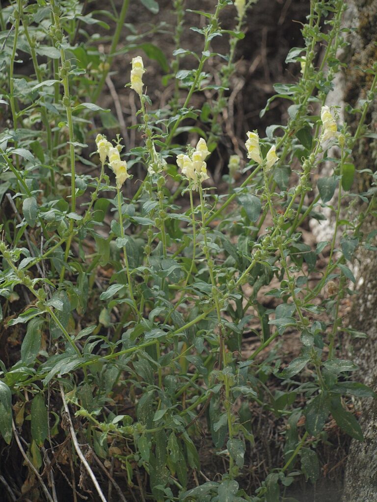 Antirrhinum meonanthum