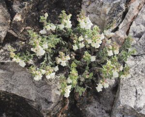 Antirrhinum pulverulentum