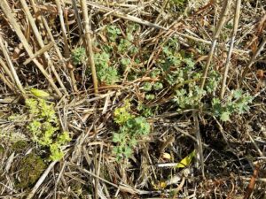 Aphanes australis