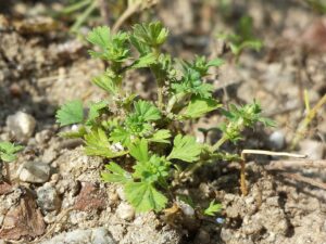 Aphanes microcarpa