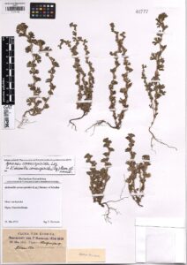 Aphanes cornucopioides