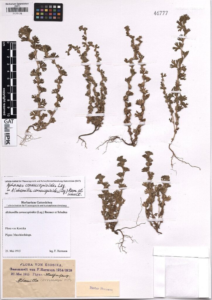 Aphanes cornucopioides