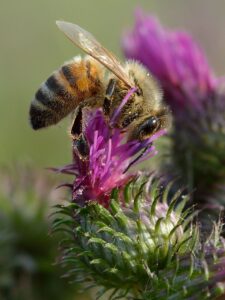 Carduus crispus