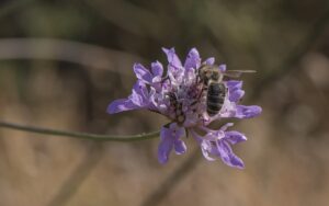 Scabiosa atropurpurea