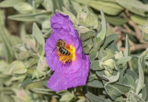 Cistus albidus