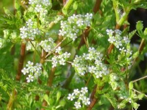 Helosciadium crassipes