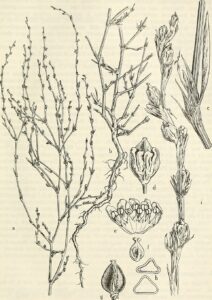 Polygonum argyrocoleon