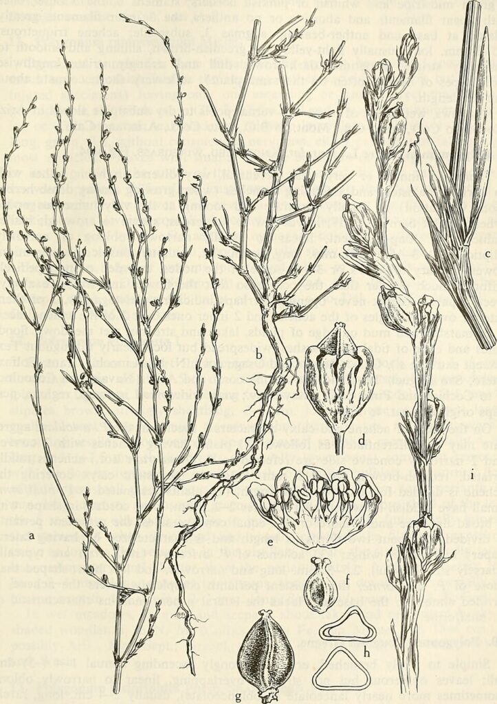 Polygonum argyrocoleon