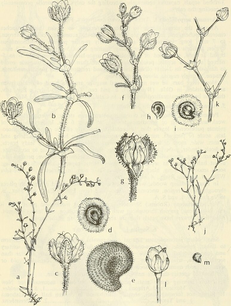 Spergularia echinosperma subsp. echinosperma