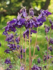 Aquilegia atrata