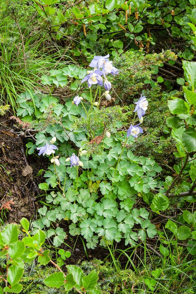 Aquilegia bernardii