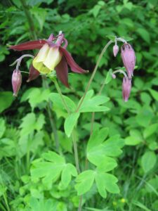 Aquilegia oxysepala