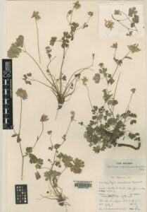 Aquilegia cazorlensis