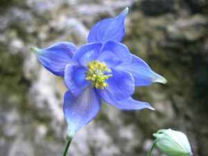 Aquilegia champagnatii