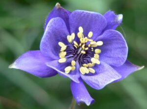 Aquilegia confusa