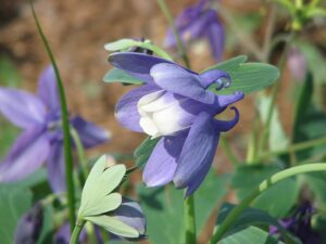 Aquilegia flabellata
