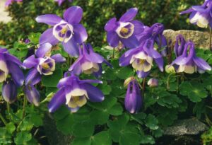 Aquilegia pyrenaica