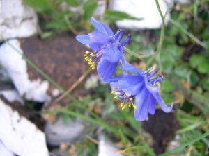 Aquilegia einseleana