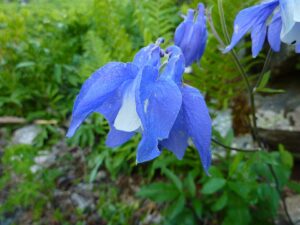 Aquilegia olympica