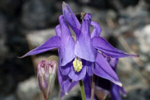 Aquilegia ophiolithica