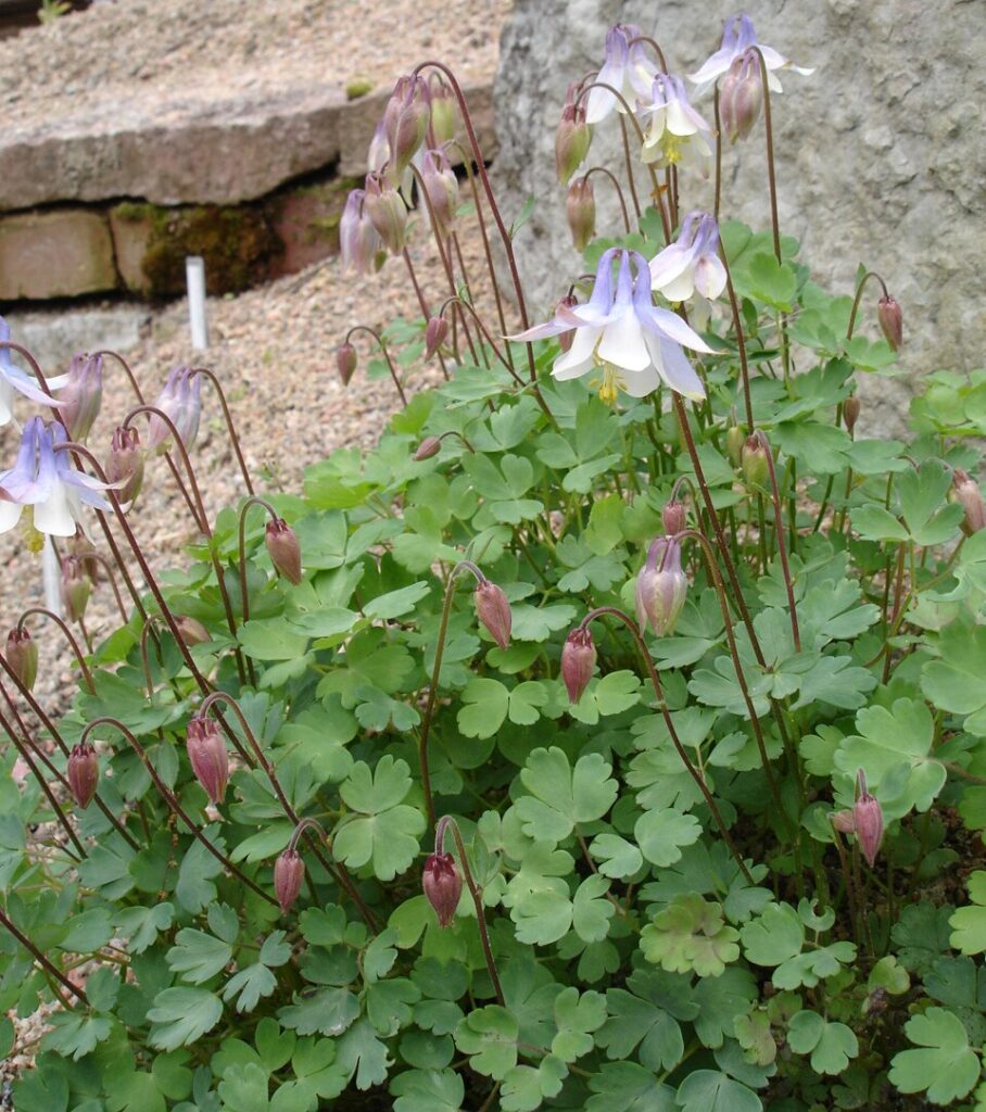 Aquilegia amaliae