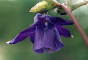 Aquilegia transsilvanica