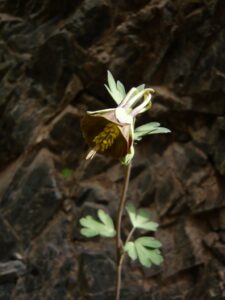 Aquilegia viridiflora