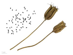 Aquilegia dichroa