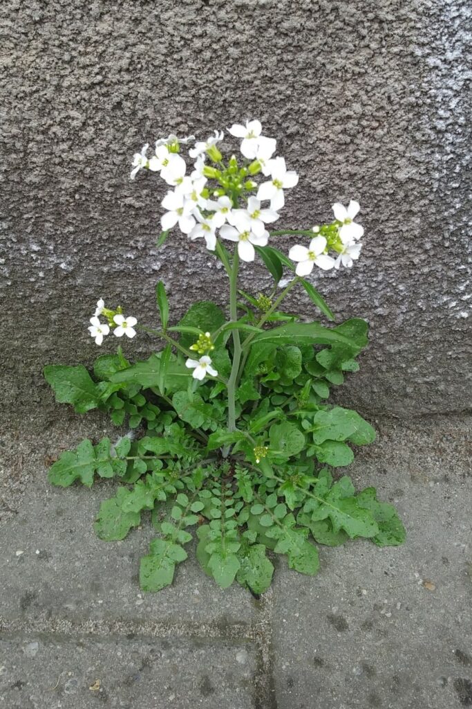 Arabidopsis arenosa