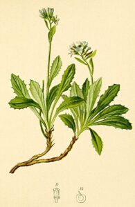 Arabis caerulea