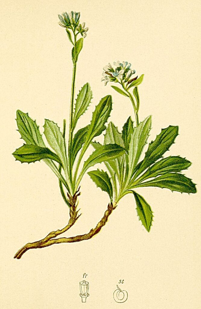 Arabis caerulea