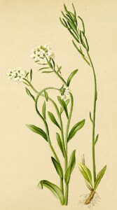 Arabis ciliata