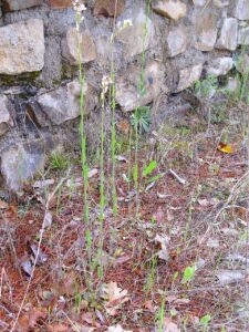 Arabis stenocarpa