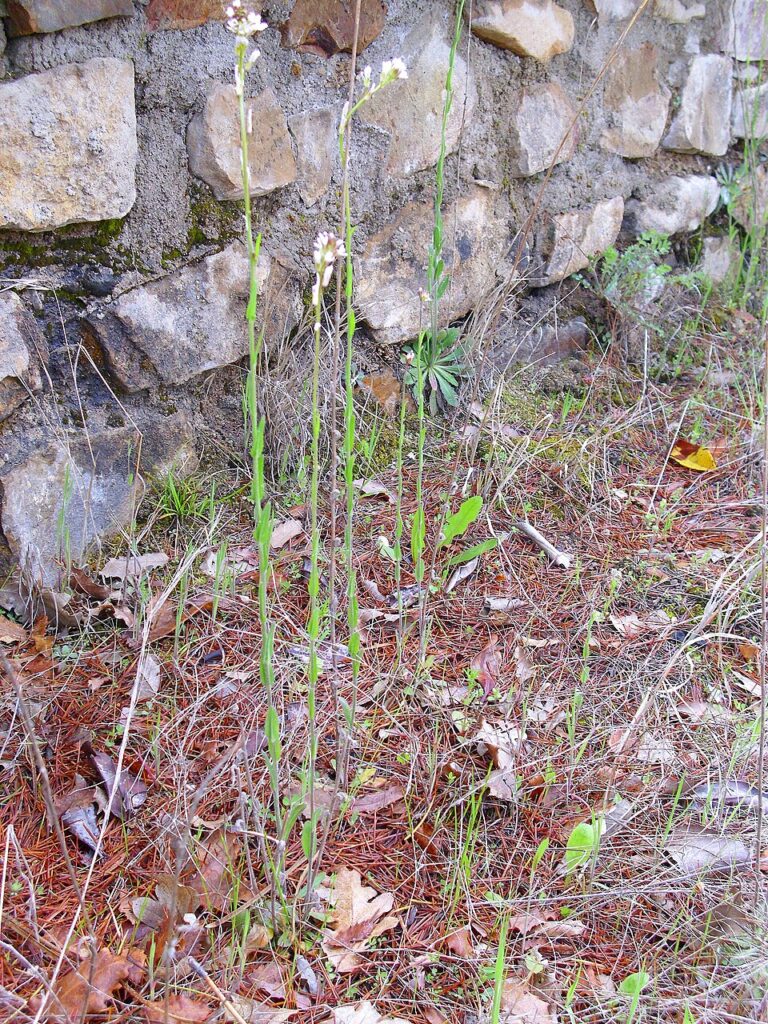 Arabis stenocarpa