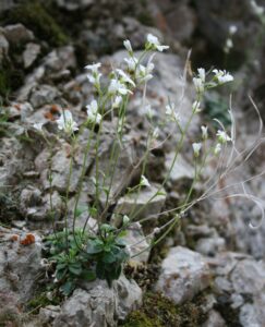 Arabis stellulata