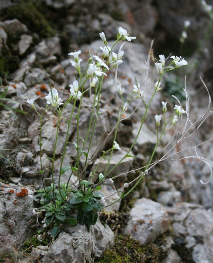 Arabis stellulata