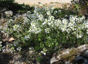 Arabis vochinensis