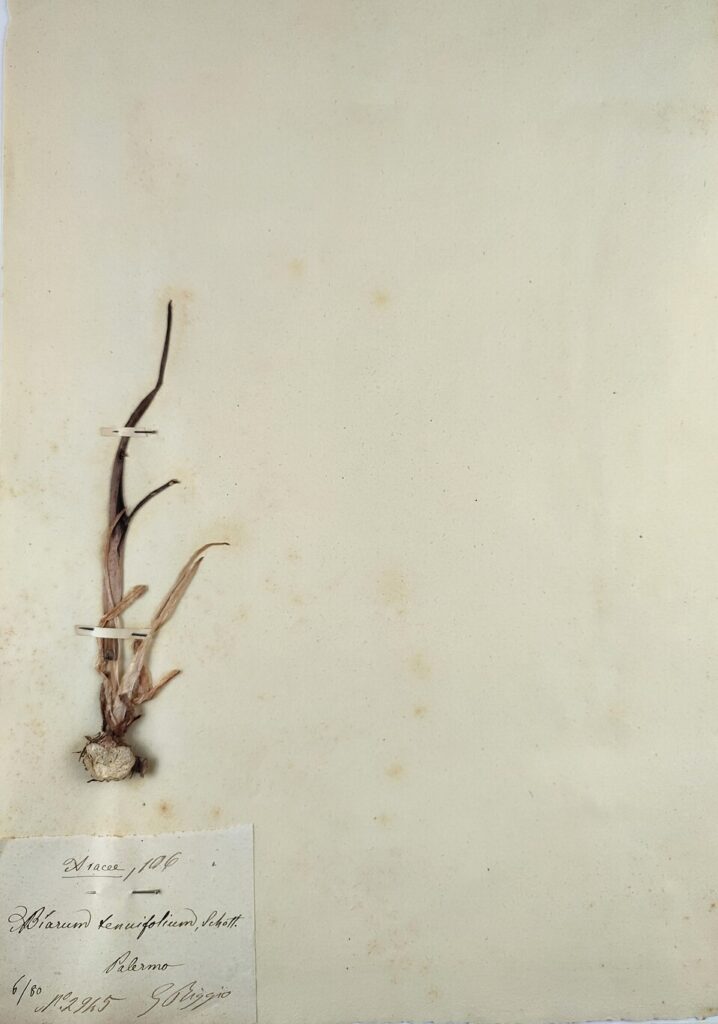 Biarum tenuifolium