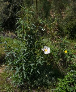 Cistus ladanifer