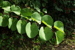 Cercis siliquastrum