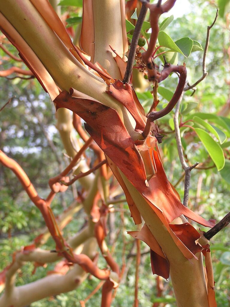 Arbutus andrachne