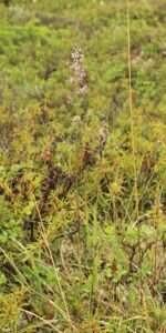 Arctagrostis latifolia