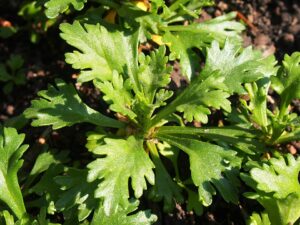 Arctanthemum arcticum