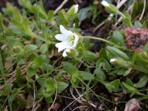 Cerastium nigrescens var. nigrescens