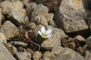 Arenaria norvegica
