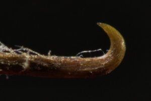 Arctium minus