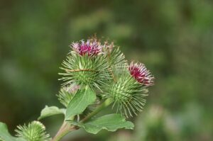 Arctium nemorosum