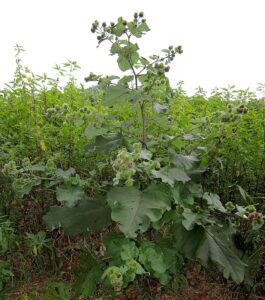 Arctium lappa