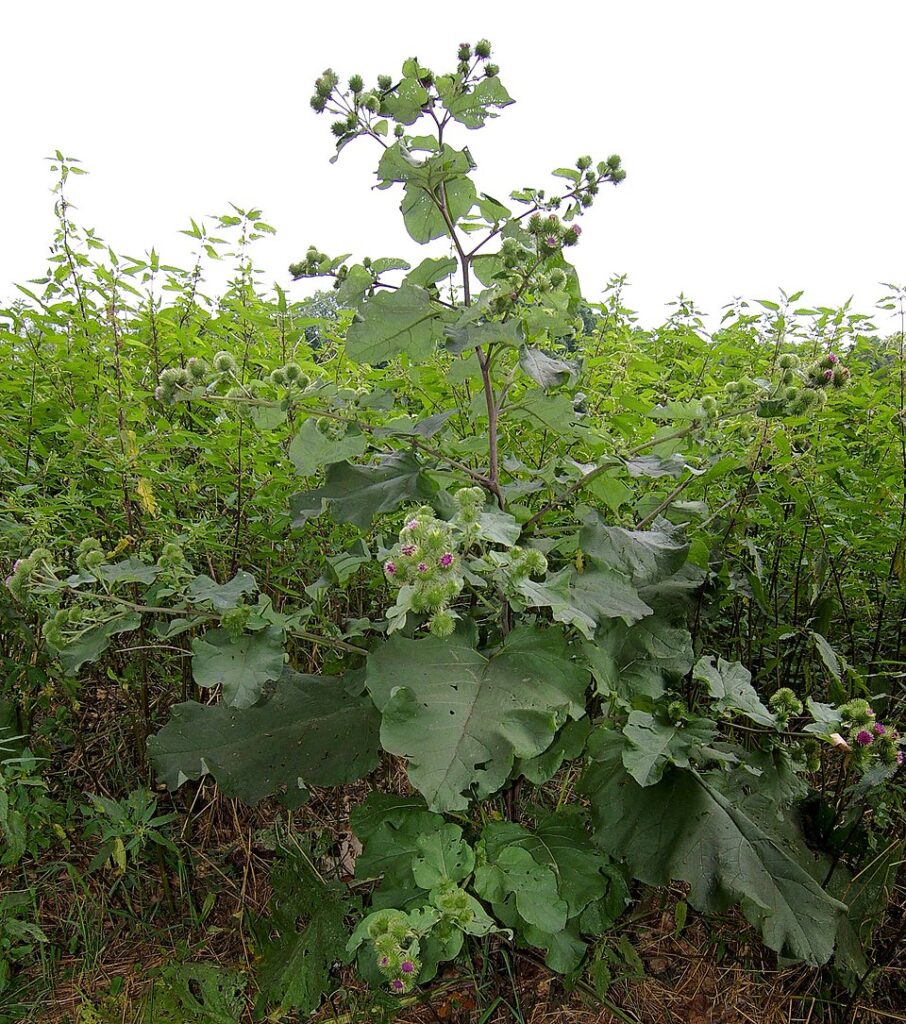 Arctium lappa